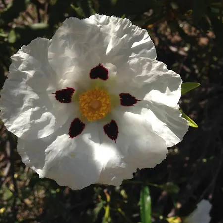 Boutique - Casa Esteval Альте